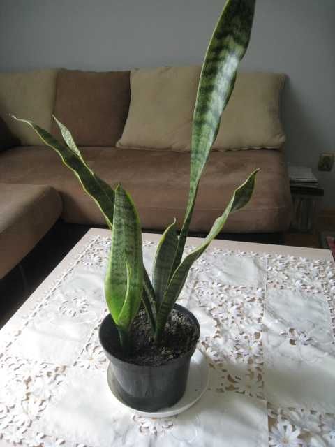 Sansewieria, wężownica 80cm. doskonale oczyszcza powietrze