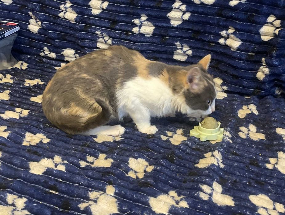 Ласкава кішечка, 4 міс.