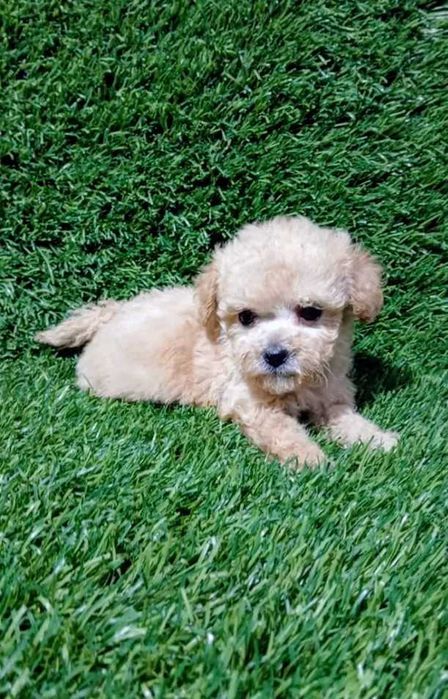 Maltipoo fêmea  mini