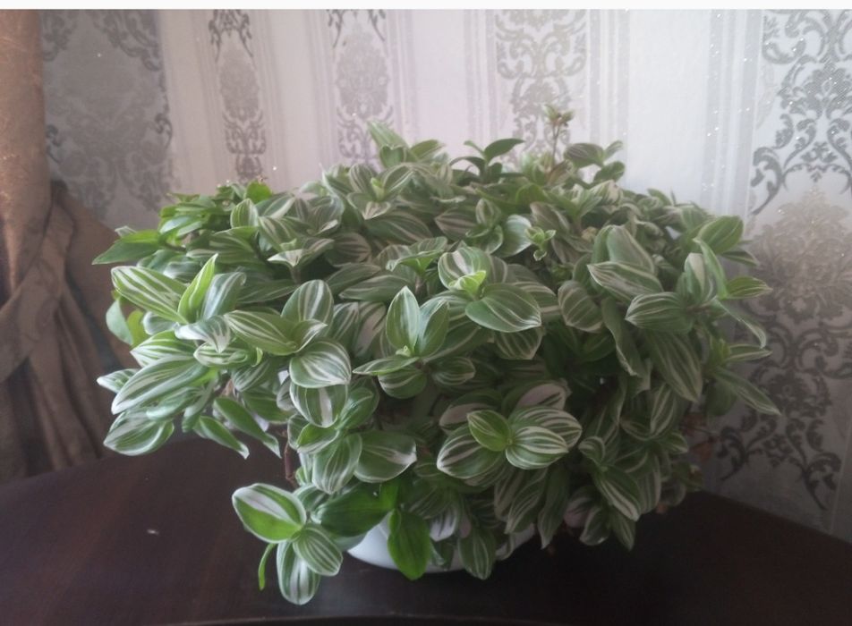 Продам кімнатну рослину