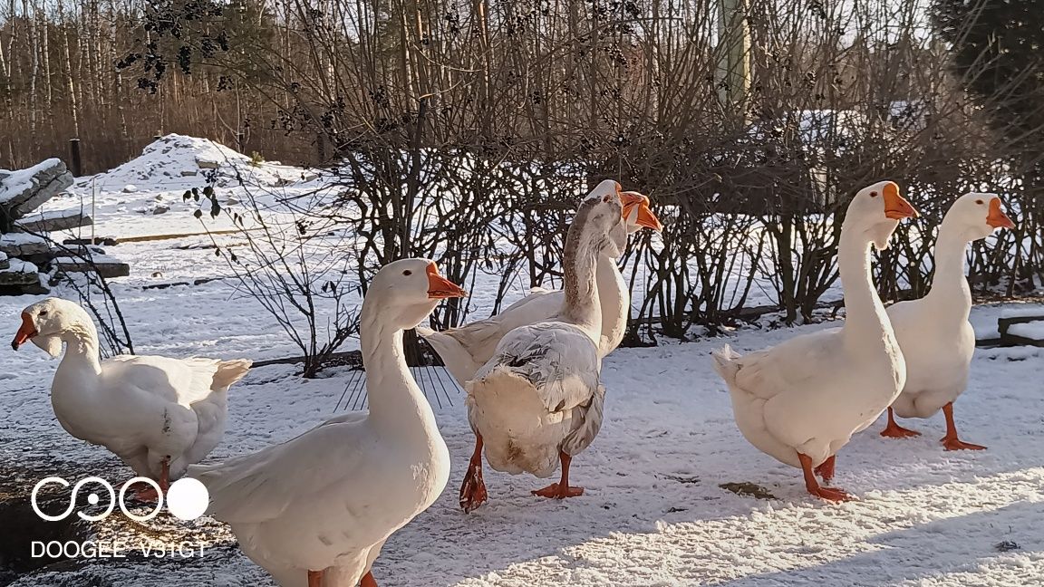 chołmogory z kwietnia 24