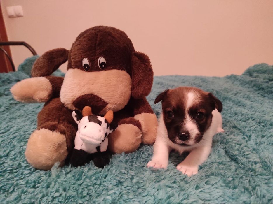 Jack Russell Terrier - Femea LOP