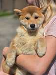 SHIBA INU suczka szczenię metryka do odbioru