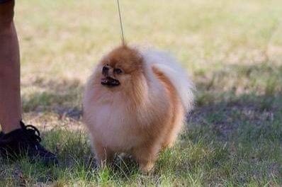 Вязка, померанский шпиц