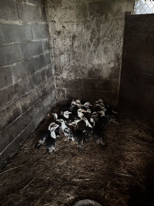 Patos mudos varias idades