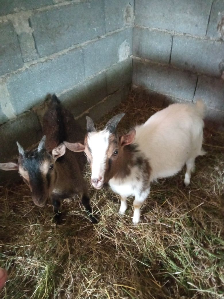 Casal de cabras anãs