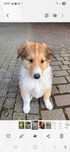 Owczarek szkocki collie