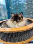 Ragdoll piękna Elenka z rodowodem FPL/FIFE, so platmej adopcji