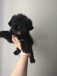 Yorkshire terrier BLACK czarny PIESEK  york Biewier