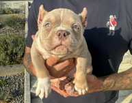 American bully pocket ABKC pies lilac tricolor
