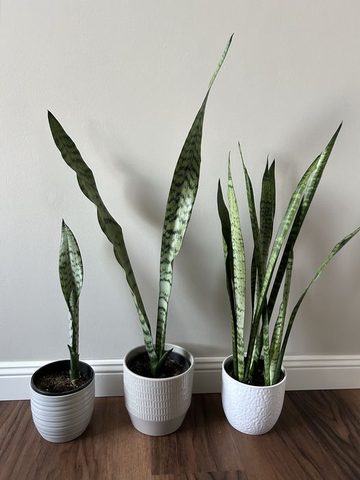 Sansewieria - odbiór osobisty