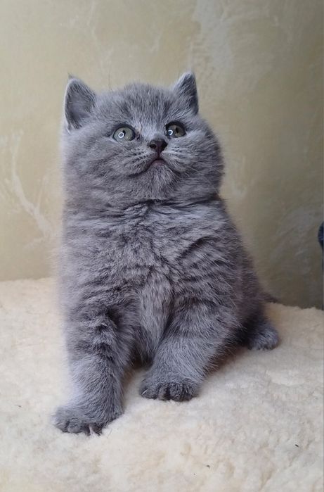 Шотландська дівчинка.