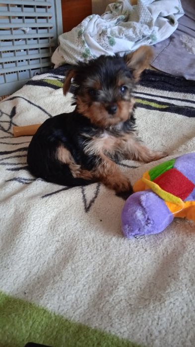 Очень активные щеночки породы Йоркширский терьер