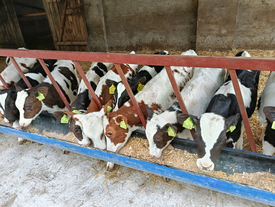 Sprzedam Polskie cielęta