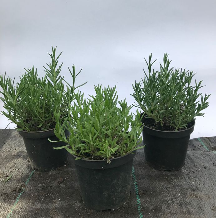 Lawenda Hidcode ukorzeniona sadzonka