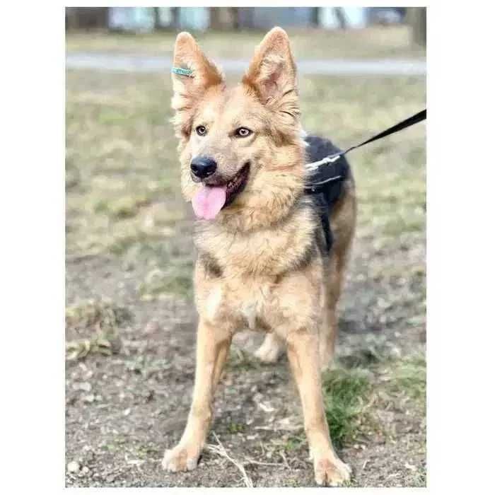 Красивая молодая собака Ириска