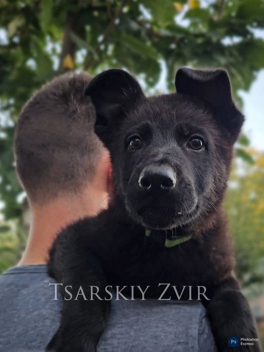 Супер хлопчик німецька вівчарка робочі лінії