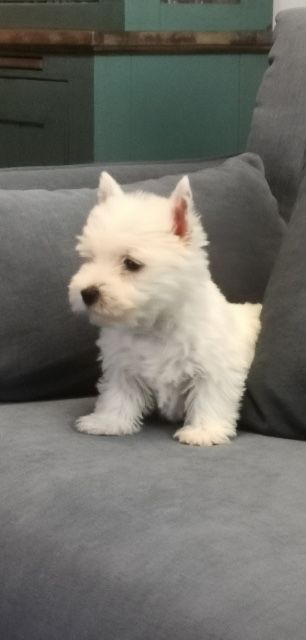 Śliczny szczeniak rasy West Highland White Terrier