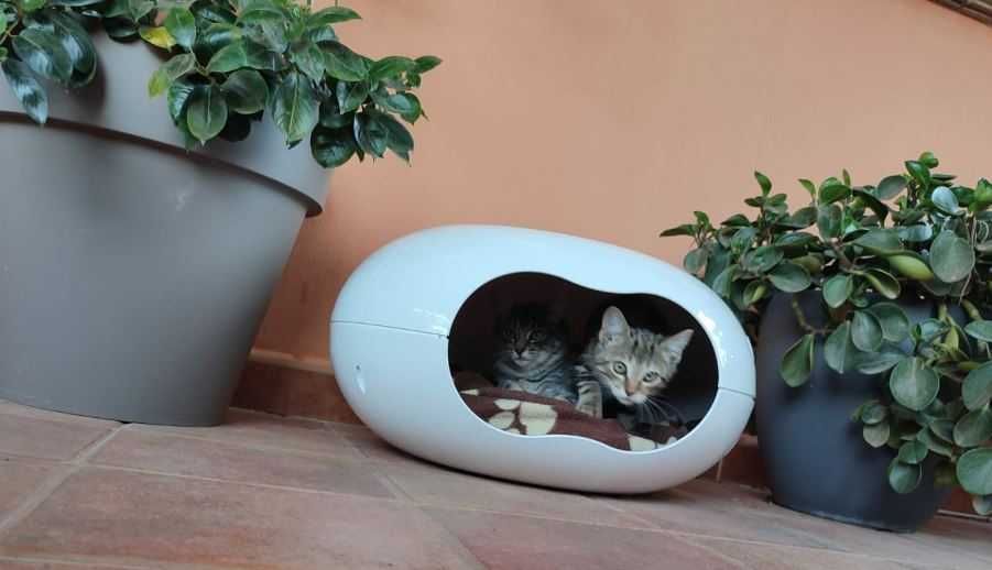 Casa de gato Doonut