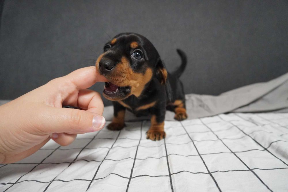 Jamnik suczka szczeniak