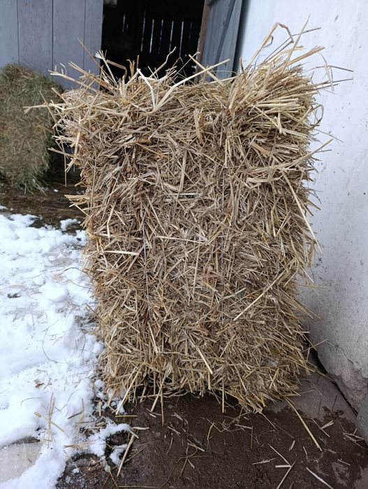 Продам сіно в тюках і солому .