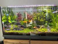 Akwarium z szafką z żywymi roslinami i rybami, zestaw z CO2