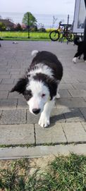 Piesek Border Collie - Bary