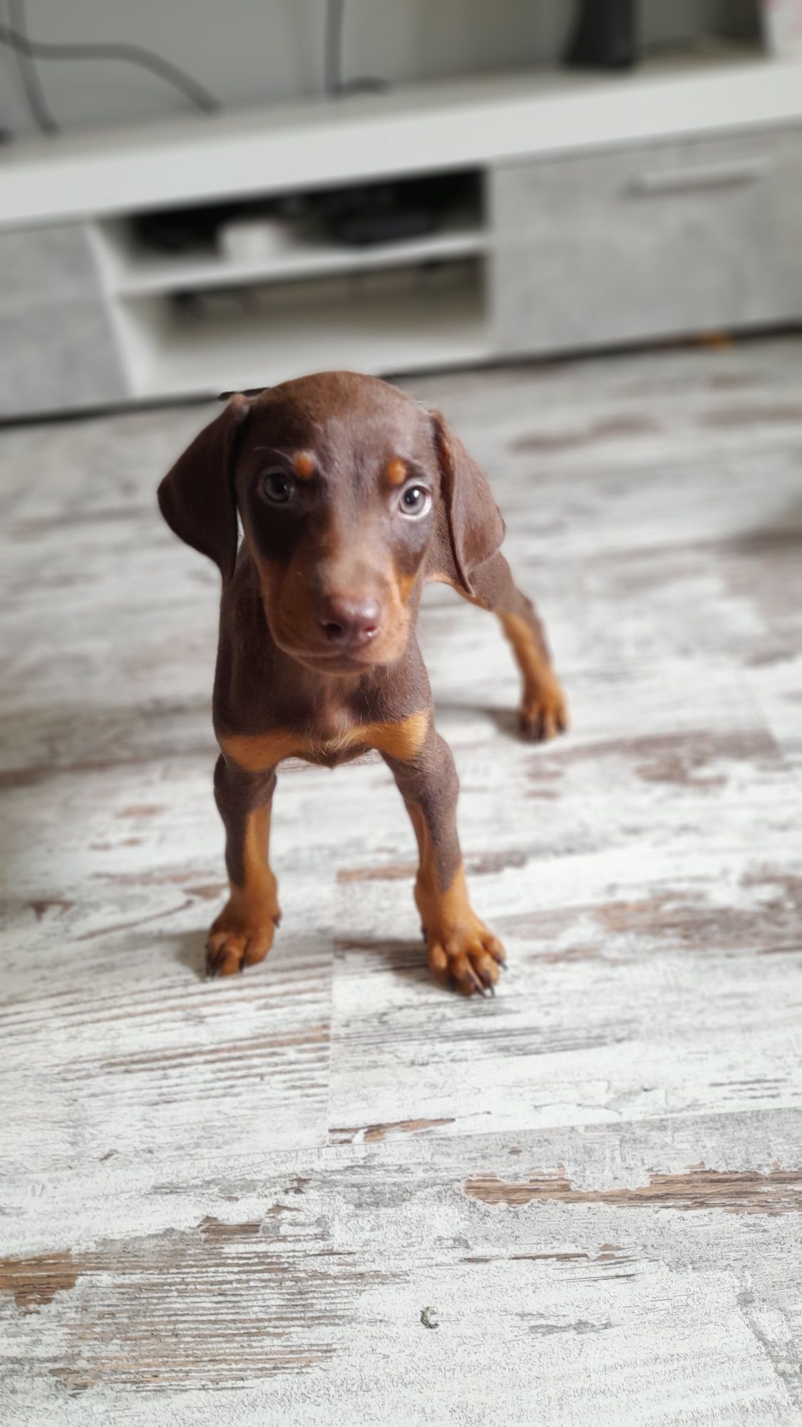 Doberman szczeniak rezerwacja