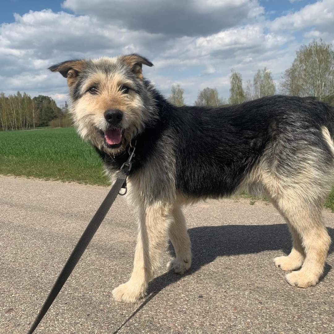 Młody, kochany Onyx szuka domu!