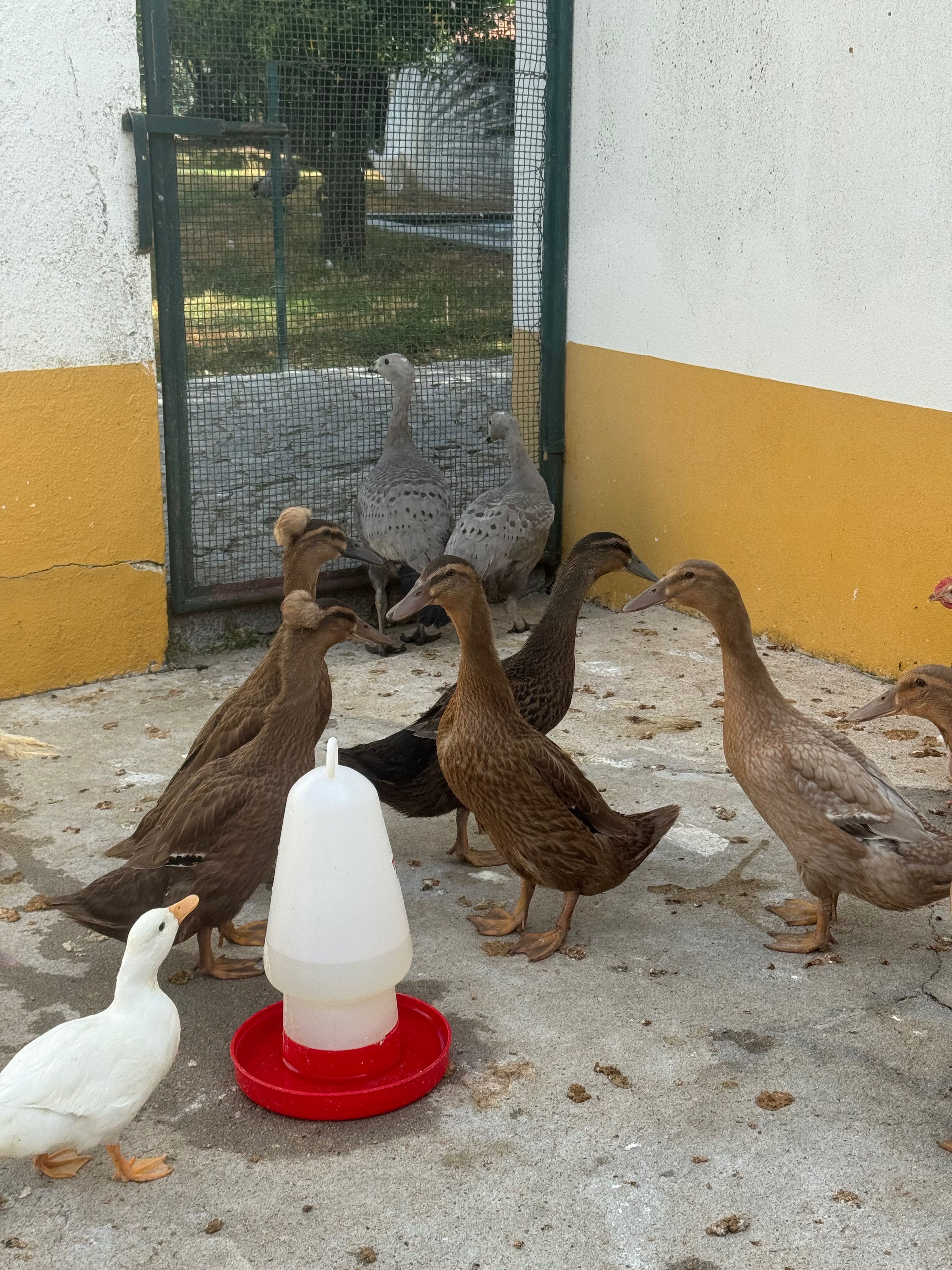 Patos Pompom e s/pompom