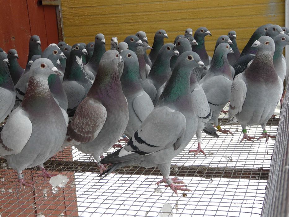 Gołębie pocztowe młode nieoblatywane - ok. 40 szt. Super okazja