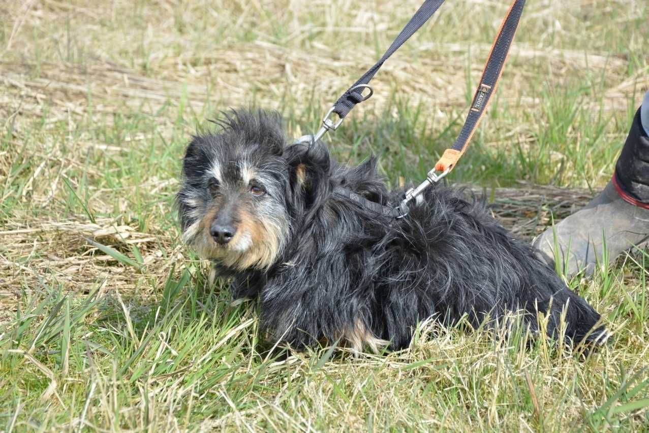 Chałka - spokojna, łagodna sunia do adopcji.