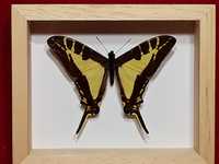 Motyl w ramce 12 x 10 cm . Eurytides calliste 80 mm . Meksyk .