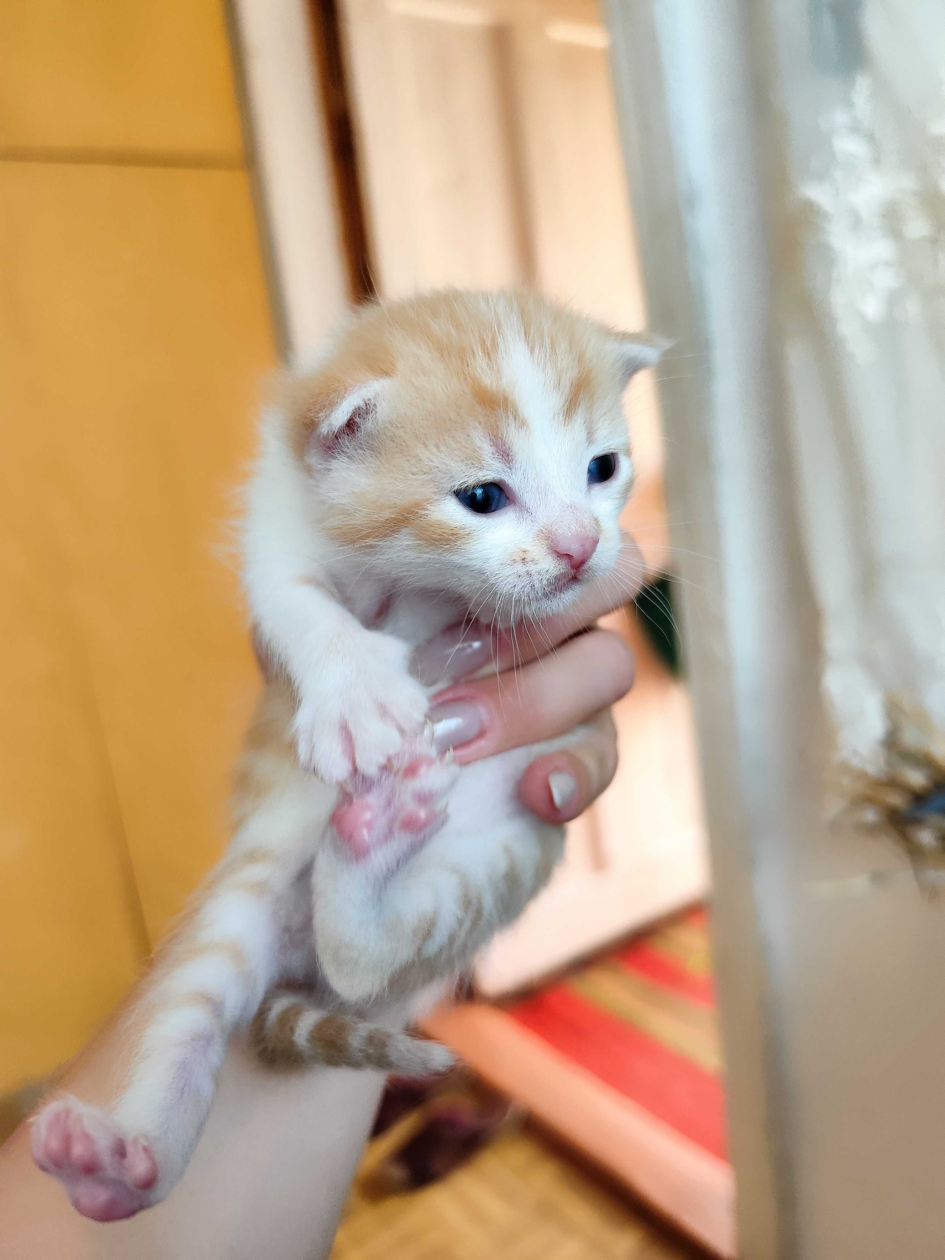 Кошенята безкоштовно