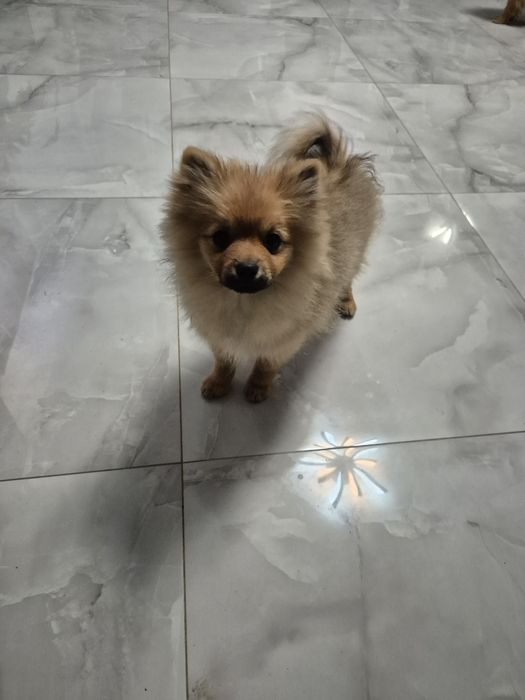 Szpic miniaturowy chlopiec