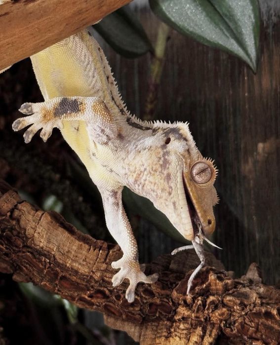 Gekon orzesiony samiec lily white high white 40g