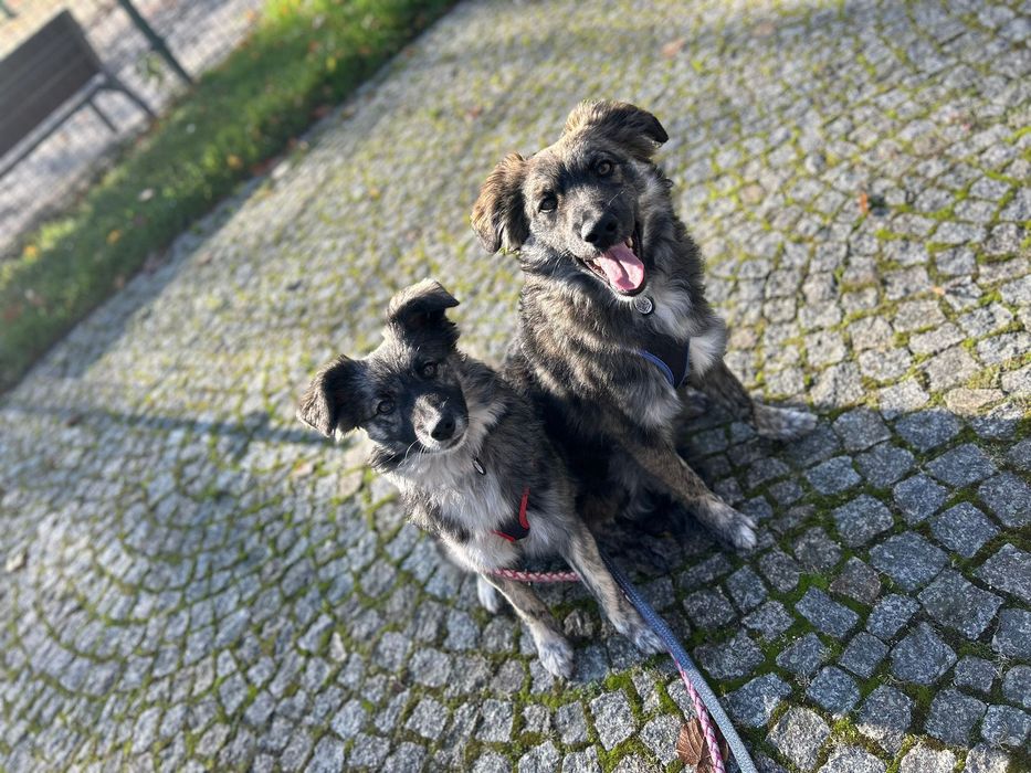 Wesoły duet do pokochania! Tessa i Bobi szukają domu
