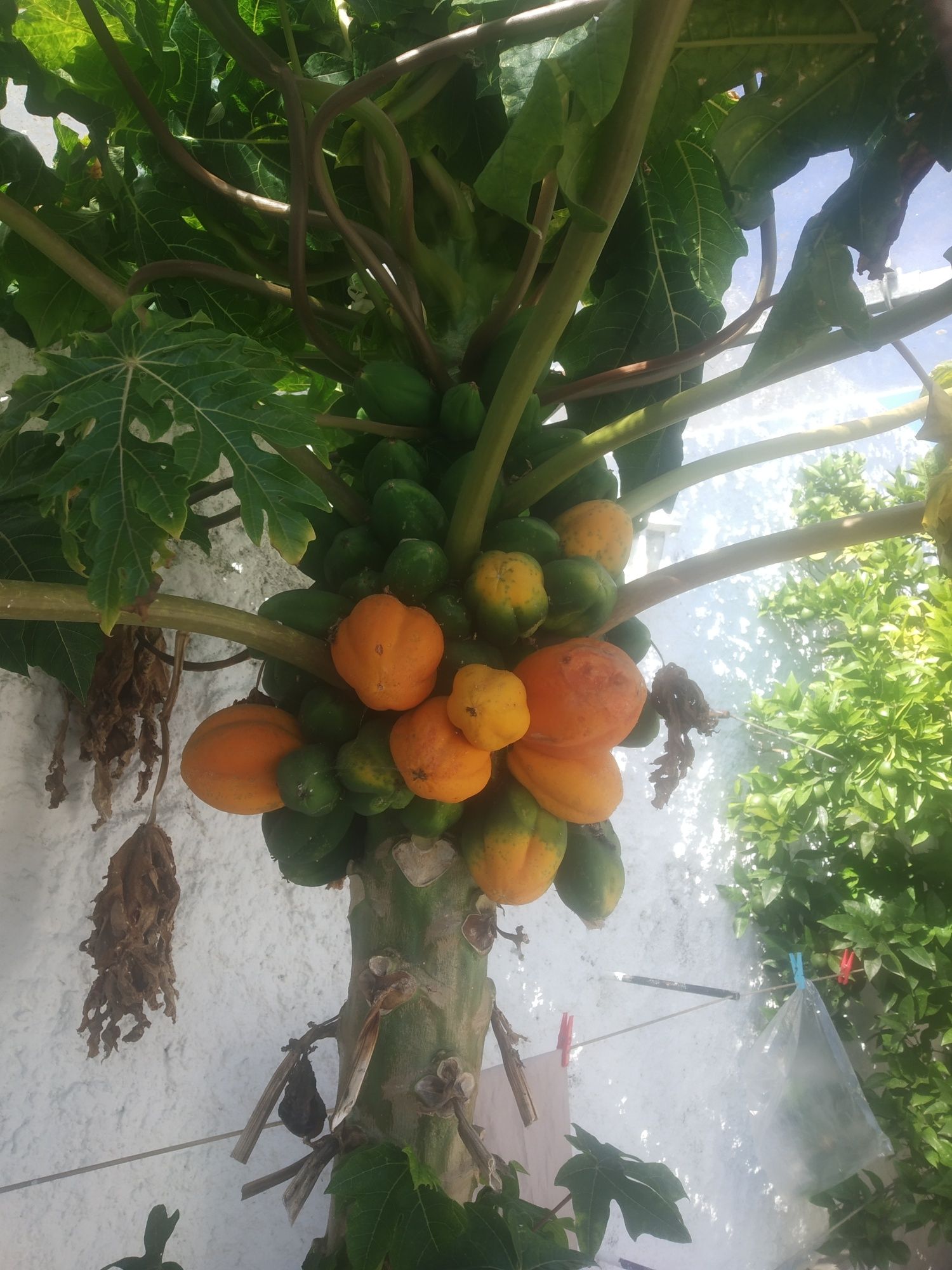 Árvore papaya  resistente às intempéries