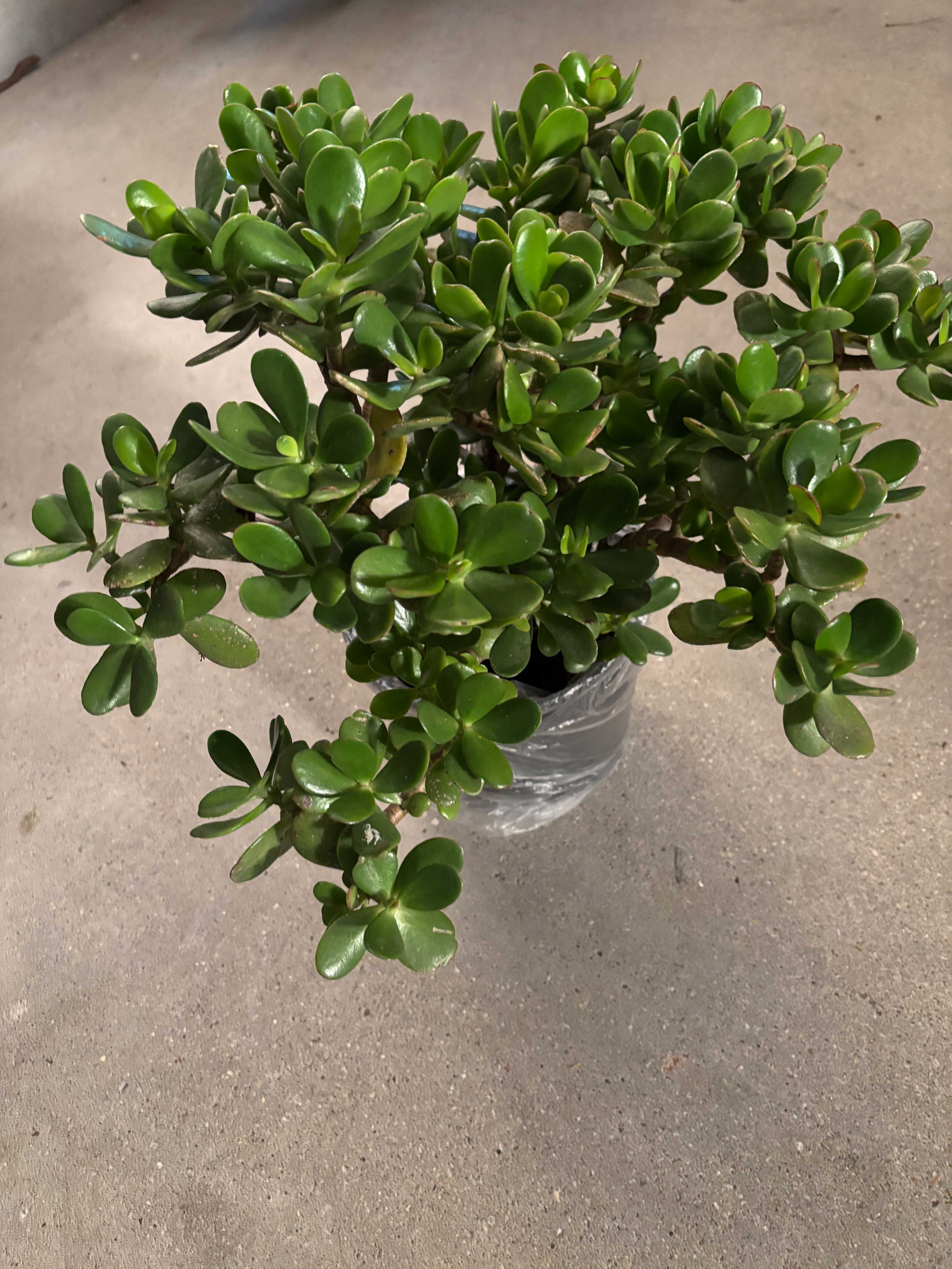 Plantas  variadas