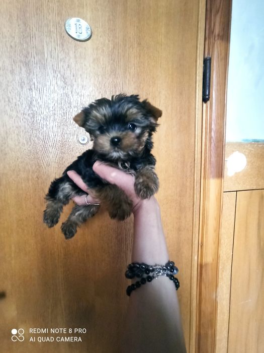 Йоркширський терьєр! Міні хлопчики і дівчатка. Зі Львова.