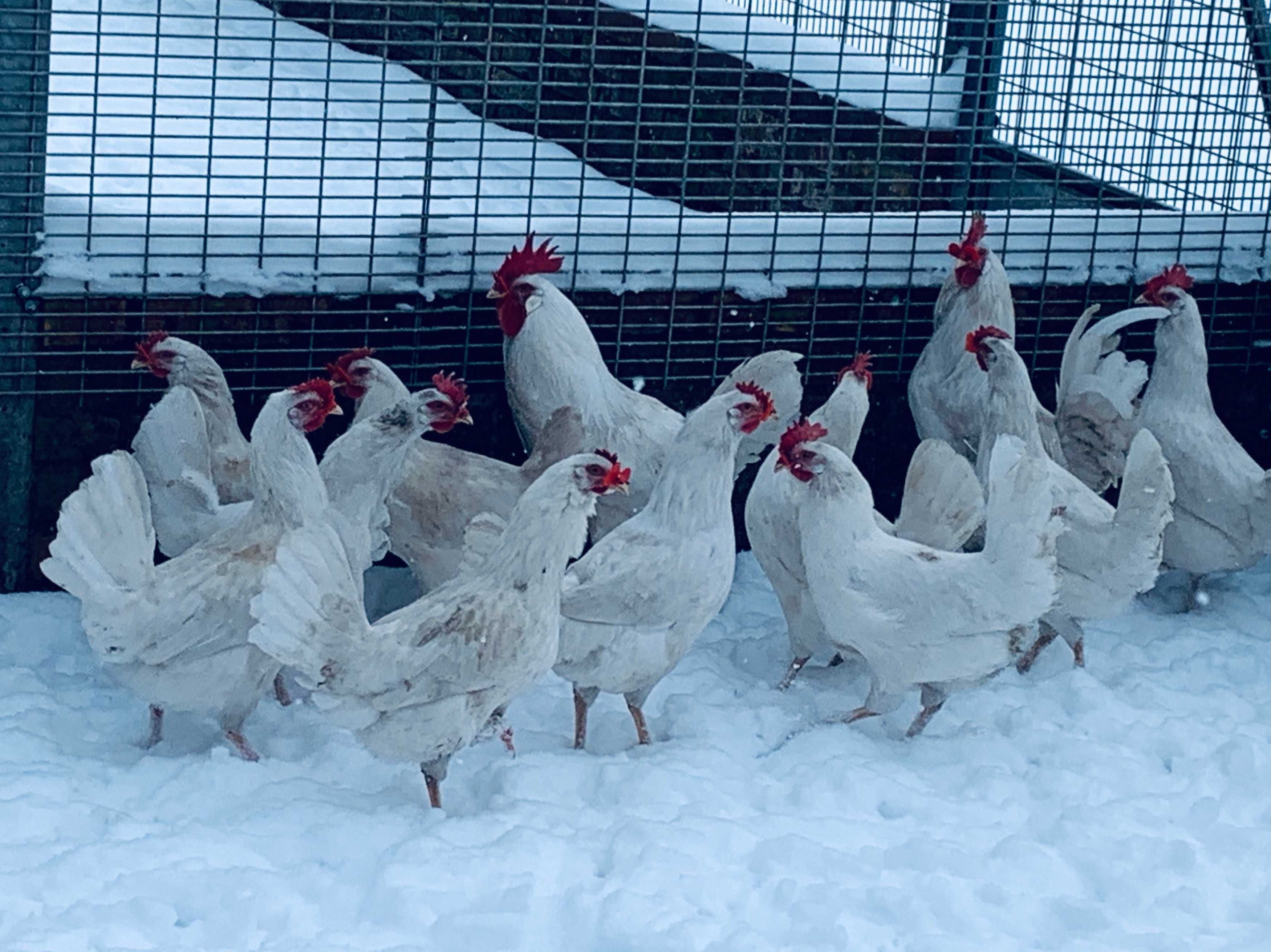 leghorn leghorny młode 2025 dostawa
