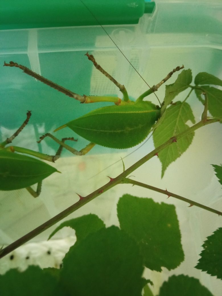 Siliquofera grandis zamienię