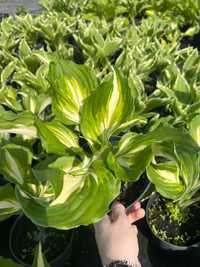 Funkia Hosta Lemon Lime, Mediovariegata, sadzonki do ogrodu