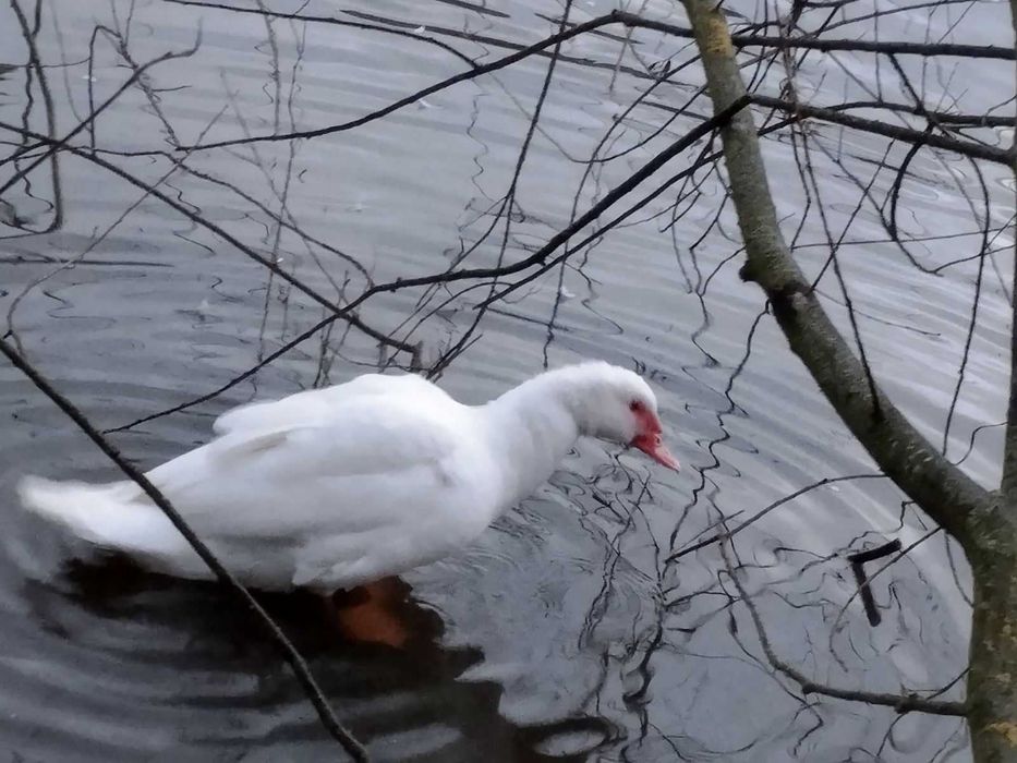 Індокачур (важка лінія)