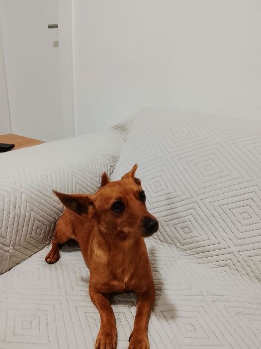 Pinscher caramelo