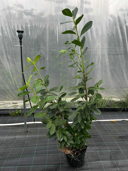 Laurowiśnia novita  duże sadzonki 100-120cm