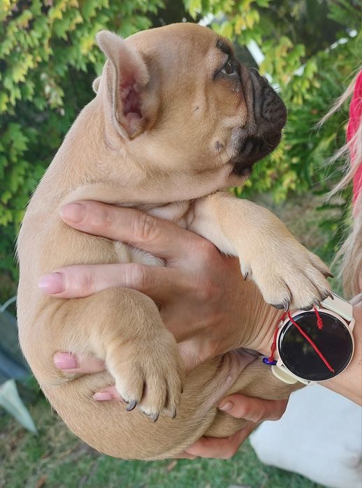 Bulldog francês red fawn