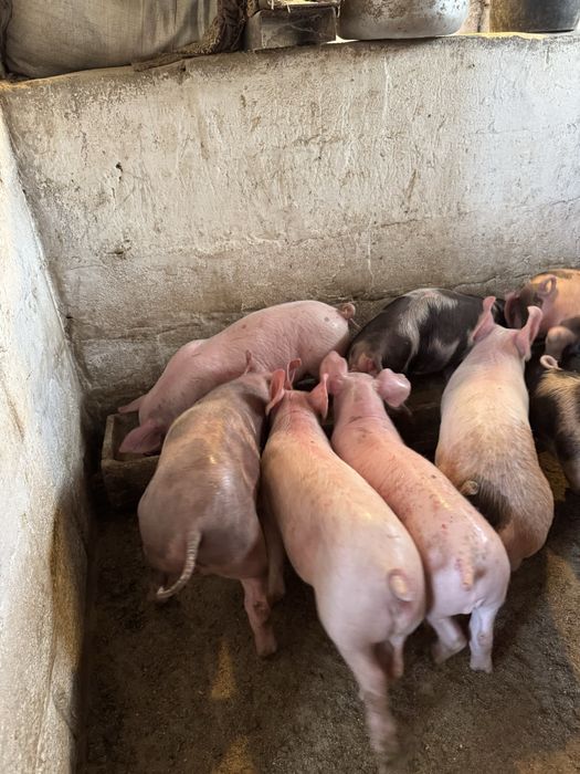 Продам мʼясних поросят