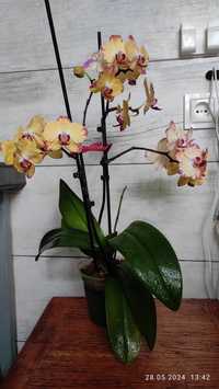 Орхидея Попугай Papagayo