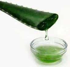 Catos grandes Aloe Vera Arborescens Babosa Miller + de 3/5 e + Anos